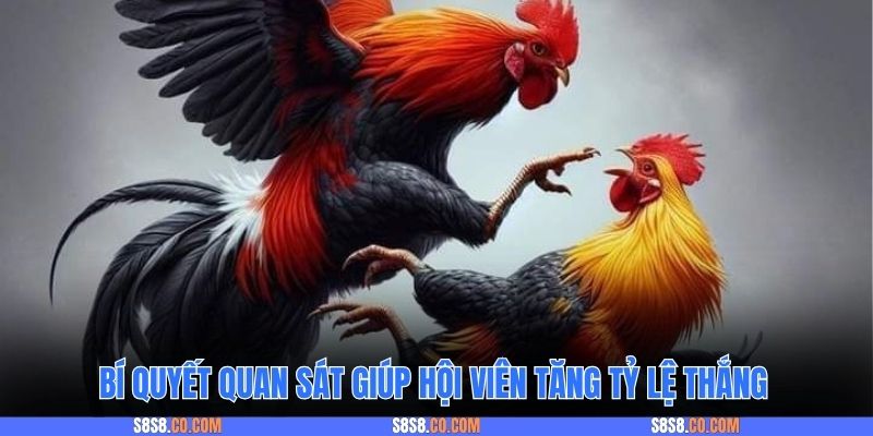 Bí quyết quan sát giúp hội viên tăng tỷ lệ thắng