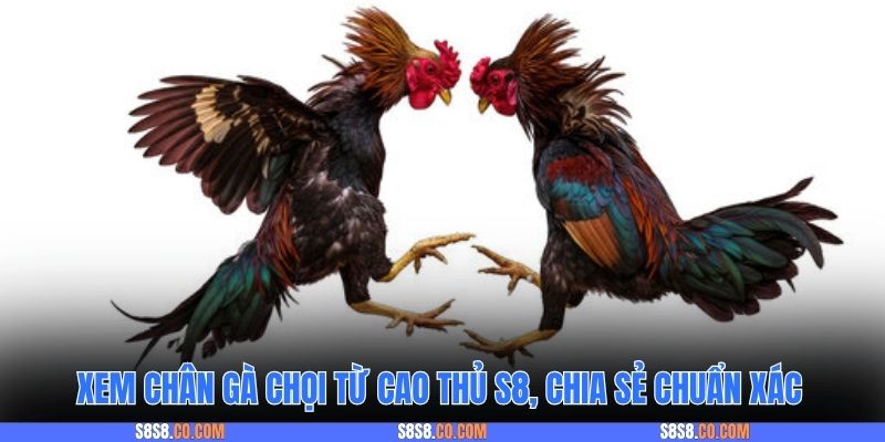 Xem chân gà chọi từ cao thủ S8, chia sẻ chuẩn xác